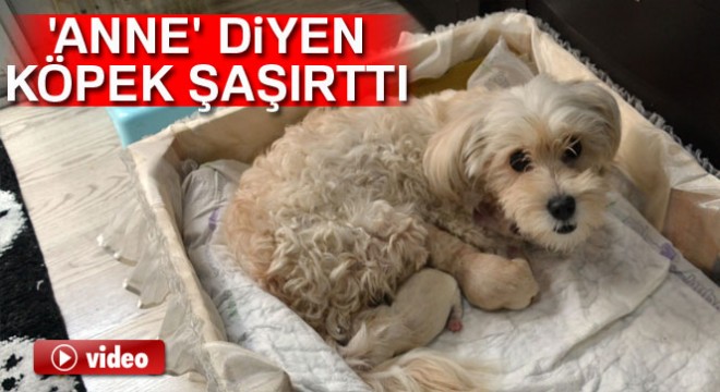 Anne  diyen köpek şaşırttı