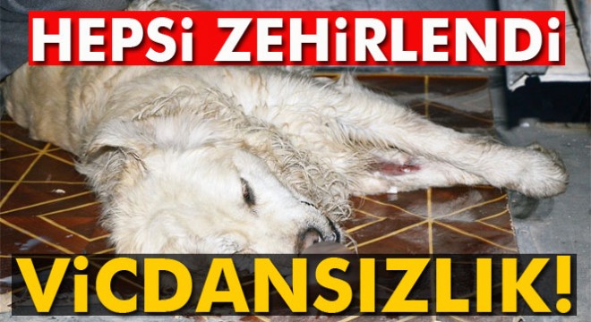 Milas’ta 15 hayvan telef edildi