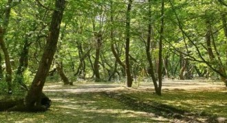 27 İlde Orman Sınırları Yeniden Belirlendi